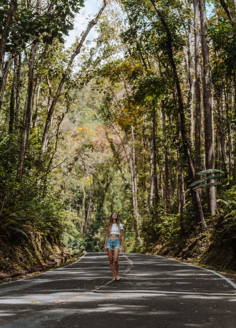 baumallee mahagoni wald bohol philippinen
