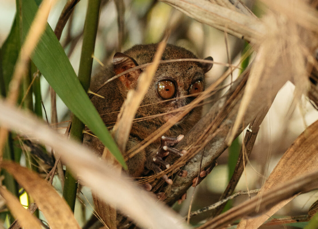 tarsier versteckt sich in den büschen bohol philippinen